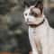 Cat Dog Collar Bells 6 Pack Copper Pet Pendant Bells With Key Rings 4