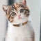 Personalized Leather Breakaway Cat Collar With Engraved Name Bell For Anti Lost Safety 5