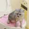 Reusable Cat Toilet Training Kit With Litter Mat For Cleaner Odor Free Pet Bathroom Routine 9