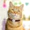 Personalized Cat ID Collar With Bell Custom Anti Lost Name Tag For Small Pets Safety 16