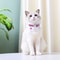Personalized Cat ID Collar With Bell Custom Anti Lost Name Tag For Small Pets Safety 18