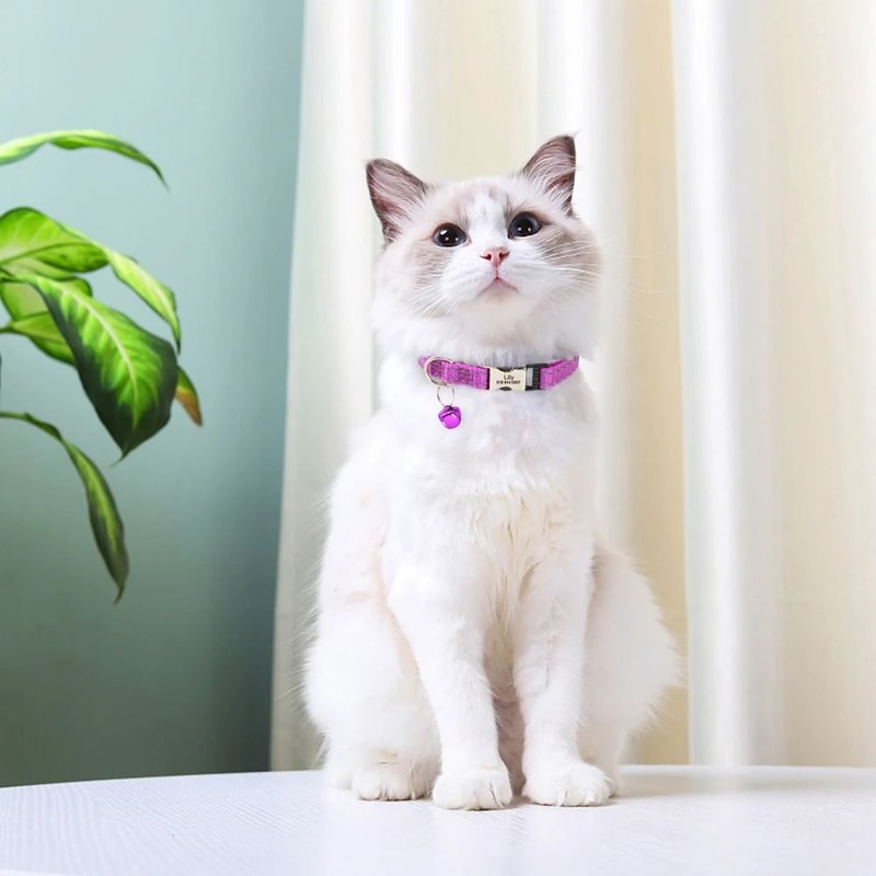 Personalized Cat ID Collar With Bell Custom Anti Lost Name Tag For Small Pets Safety 18