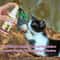 Catnip Spray For Cats Scratching Training Mist For Toys Furniture Beds And Kitten Play 3