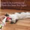 Catnip Spray For Cats Scratching Training Mist For Toys Furniture Beds And Kitten Play 6