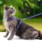 Adjustable Sphynx Cat Harness And Leash Set For Comfortable Outdoor Walking And Training 11
