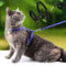 Adjustable Sphynx Cat Harness And Leash Set For Comfortable Outdoor Walking And Training 0