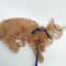 Adjustable Sphynx Cat Harness And Leash Set For Comfortable Outdoor Walking And Training 6