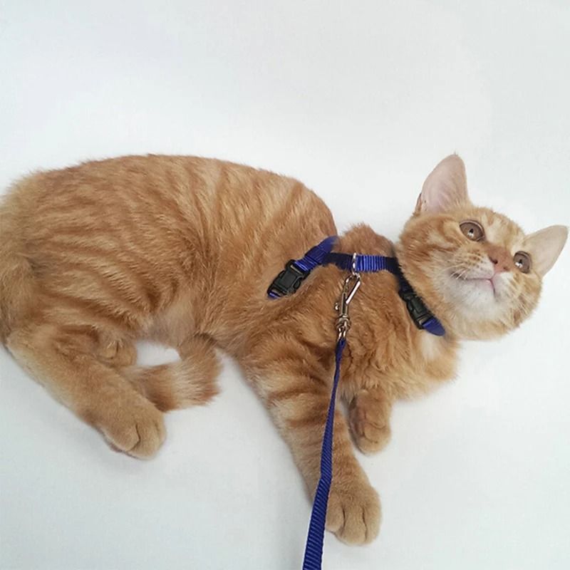 Adjustable Sphynx Cat Harness And Leash Set For Comfortable Outdoor Walking And Training 6