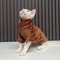Warm Turtleneck Cat Sweater Coat Soft Fluff Pullover For Hairless Cats And Small Dogs 2