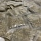 Natural Catnip Bags For Cats 10 Pack Cat Grass Mint Powder 2