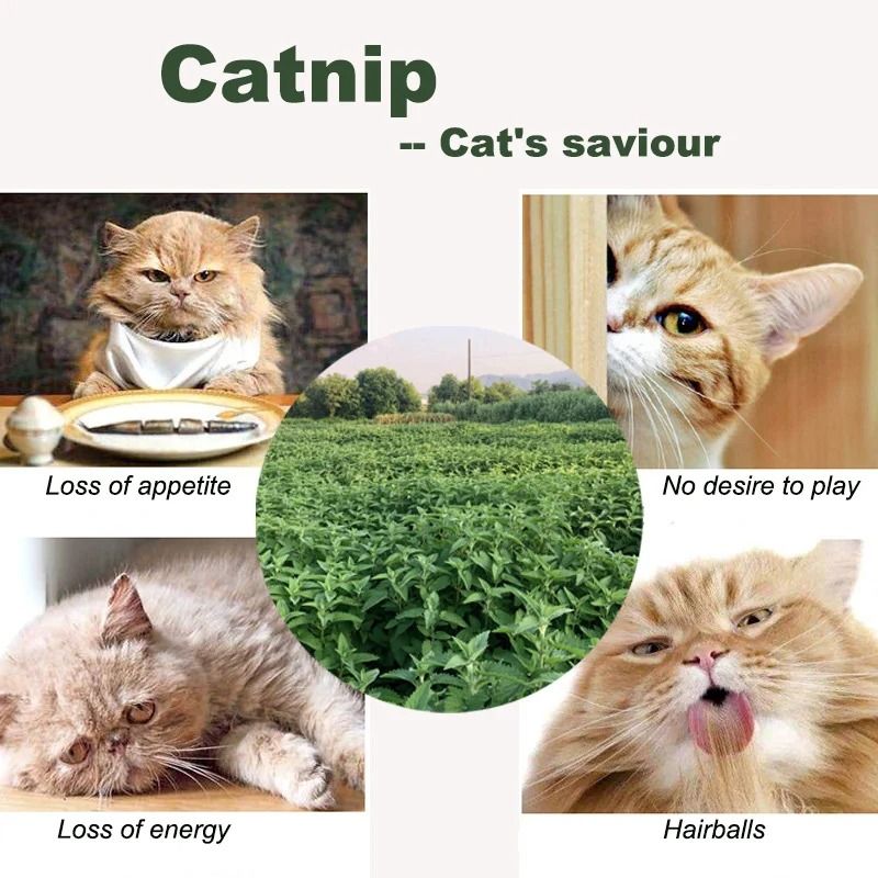 Natural Catnip Bags For Cats 10 Pack Cat Grass Mint Powder 5