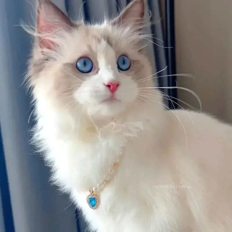 Pearl Pet Collar Necklace For Dogs Cats And Puppies 6