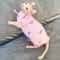 Cotton Sphynx Cat Jumpsuit Short Sleeve Shirt For Devon Rex Kittens 9