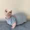 Cotton Sphynx Cat Jumpsuit Short Sleeve Shirt For Devon Rex Kittens 6