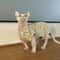 Cotton Sphynx Cat Jumpsuit Short Sleeve Shirt For Devon Rex Kittens 4