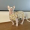 Cotton Sphynx Cat Jumpsuit Short Sleeve Shirt For Devon Rex Kittens 4