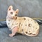 Cotton Sphynx Cat Jumpsuit Short Sleeve Shirt For Devon Rex Kittens 5