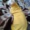 Striped Cotton Winter Cat Jumpsuit For Sphynx Devon Rex Kittens And Small Cats 4