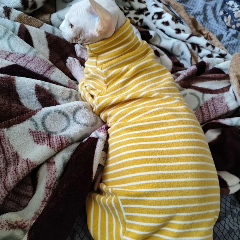 Striped Cotton Winter Cat Jumpsuit For Sphynx Devon Rex Kittens And Small Cats 4