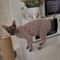 Striped Cotton Winter Cat Jumpsuit For Sphynx Devon Rex Kittens And Small Cats 8