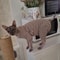 Striped Cotton Winter Cat Jumpsuit For Sphynx Devon Rex Kittens And Small Cats 8