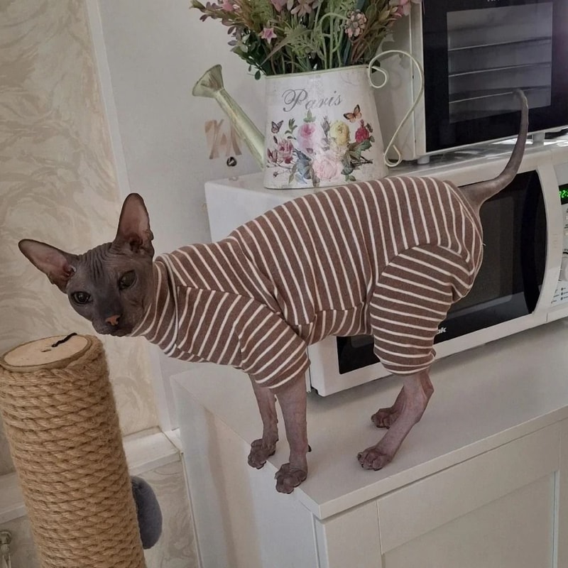 Striped Cotton Winter Cat Jumpsuit For Sphynx Devon Rex Kittens And Small Cats 8