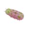 Automatic Electric Bug Cat Toy For Interactive Chasing And Indoor Play 10