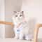 Cat Weaning Recovery Suit For Sterilization Care And Anti Licking Protection 0
