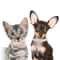 Adjustable Pearl Rhinestone Pet Necklace Collar For Cats Kittens And Small Dogs 5