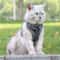 Reflective Cat Dog Harness And Leash Set For Small Pets Outdoor Walking 14