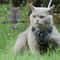 Reflective Cat Dog Harness And Leash Set For Small Pets Outdoor Walking 16