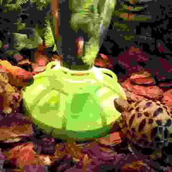 lotus leaf reptile water dispenser with lizard water bottle and feeding dish
