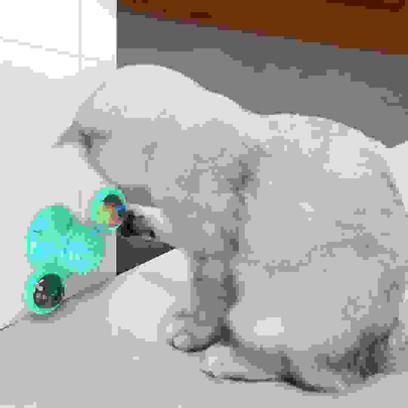 Windmill Interactive Cat Toy With Suction Cup Catnip Ball Toy ToothCleaning Brush 5