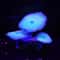 GlowintheDark Silicone Aquarium Coral With Suction Cup Luminous Fish Tank Decoration 6