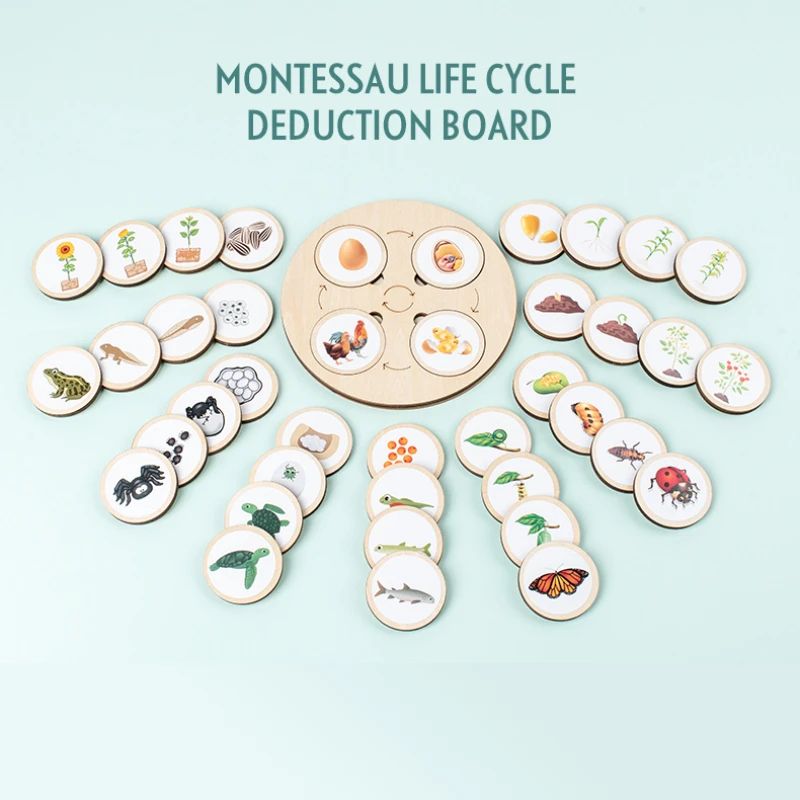 Montessori Life Cycle Board Kit Wooden Montessori Learning Toy For Biology Sensory Play 0