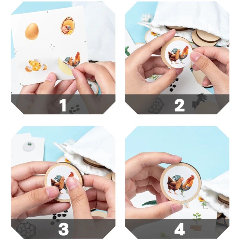 Montessori Life Cycle Board Kit Wooden Montessori Learning Toy For Biology Sensory Play 3