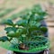 Plant Support Racks For Strawberries Melons 10Piece 3Legged Garden Support Frames 2