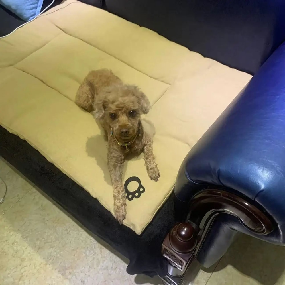 CloudRest XL Pet Sofa Bed Extra Large Dog Bed ScratchResistant AllSeason Cat Mat 6