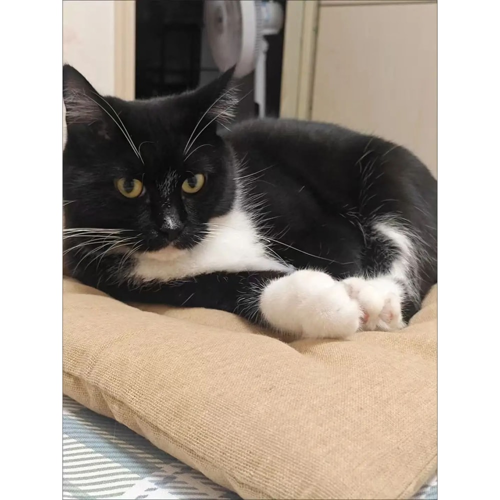 CloudRest XL Pet Sofa Bed Extra Large Dog Bed ScratchResistant AllSeason Cat Mat 10