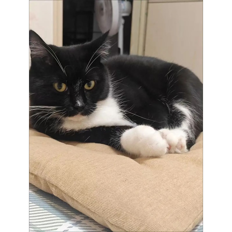 CloudRest XL Pet Sofa Bed Extra Large Dog Bed ScratchResistant AllSeason Cat Mat 10