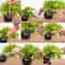Mini Gardening Tools Set 16Piece Transplanting Kit For Plants And Fairy Gardens 4