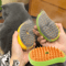 3in1 Electric Pet Steam Brush USB Rechargeable Grooming Comb With Spray Massage Shedding Control 0