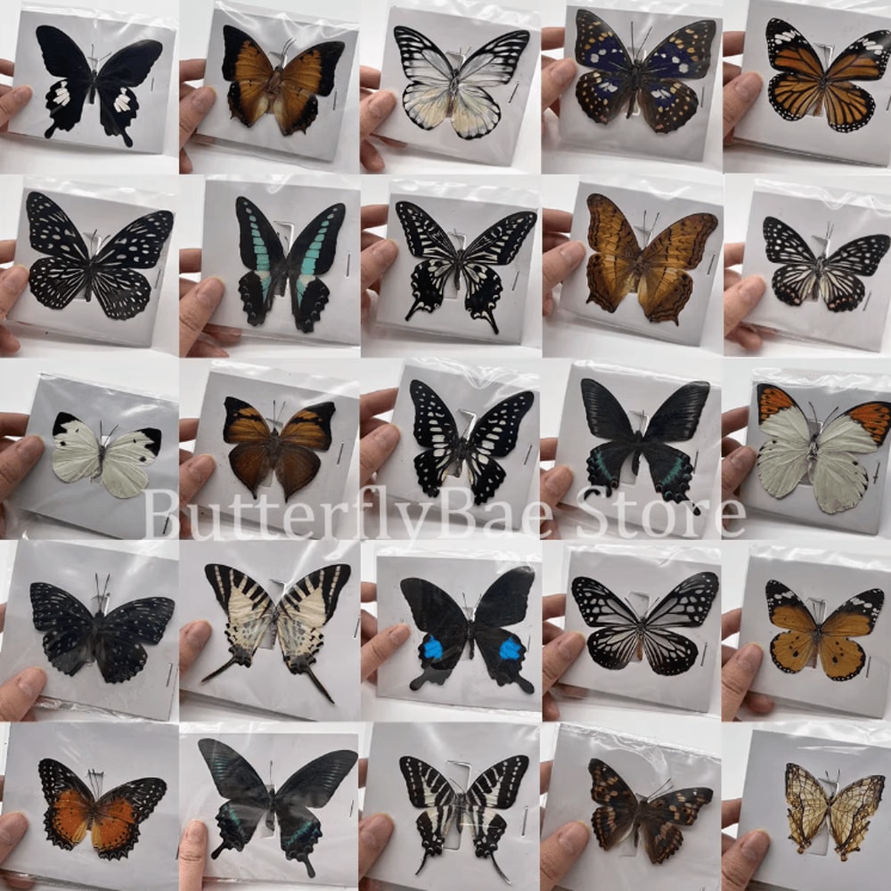 Real Butterfly Specimen Set Natural Taxidermy Butterfly Collection For Art Decor Display 0