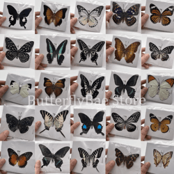 real butterfly specimen set – natural taxidermy butterfly collection for art, decor & display