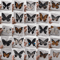 Real Butterfly Specimen Set Natural Taxidermy Butterfly Collection For Art Decor Display 0