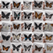 Real Butterfly Specimen Set Natural Taxidermy Butterfly Collection For Art Decor Display 0