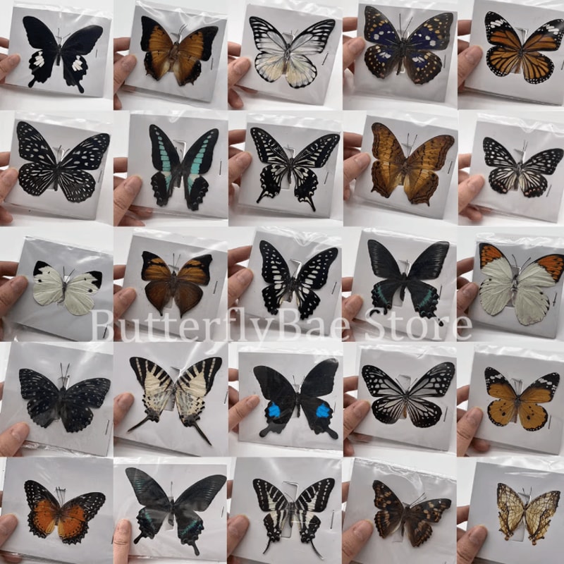 Real Butterfly Specimen Set Natural Taxidermy Butterfly Collection For Art Decor Display 0