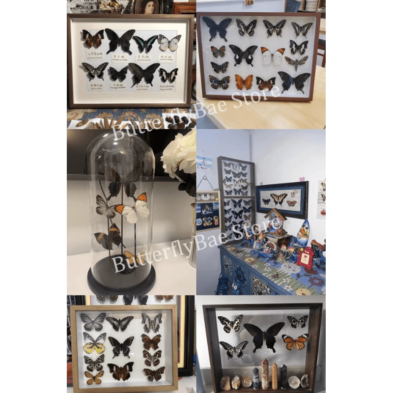 Real Butterfly Specimen Set Natural Taxidermy Butterfly Collection For Art Decor Display 1