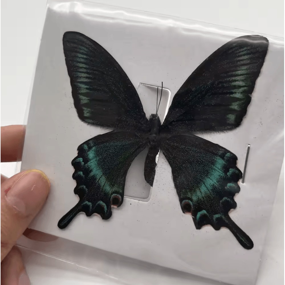 Real Butterfly Specimen Set Natural Taxidermy Butterfly Collection For Art Decor Display 2