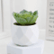 Add A Refreshing Touch Of Greenery To Your Space With This Charming Artificial Succulent Bonsai Des 6